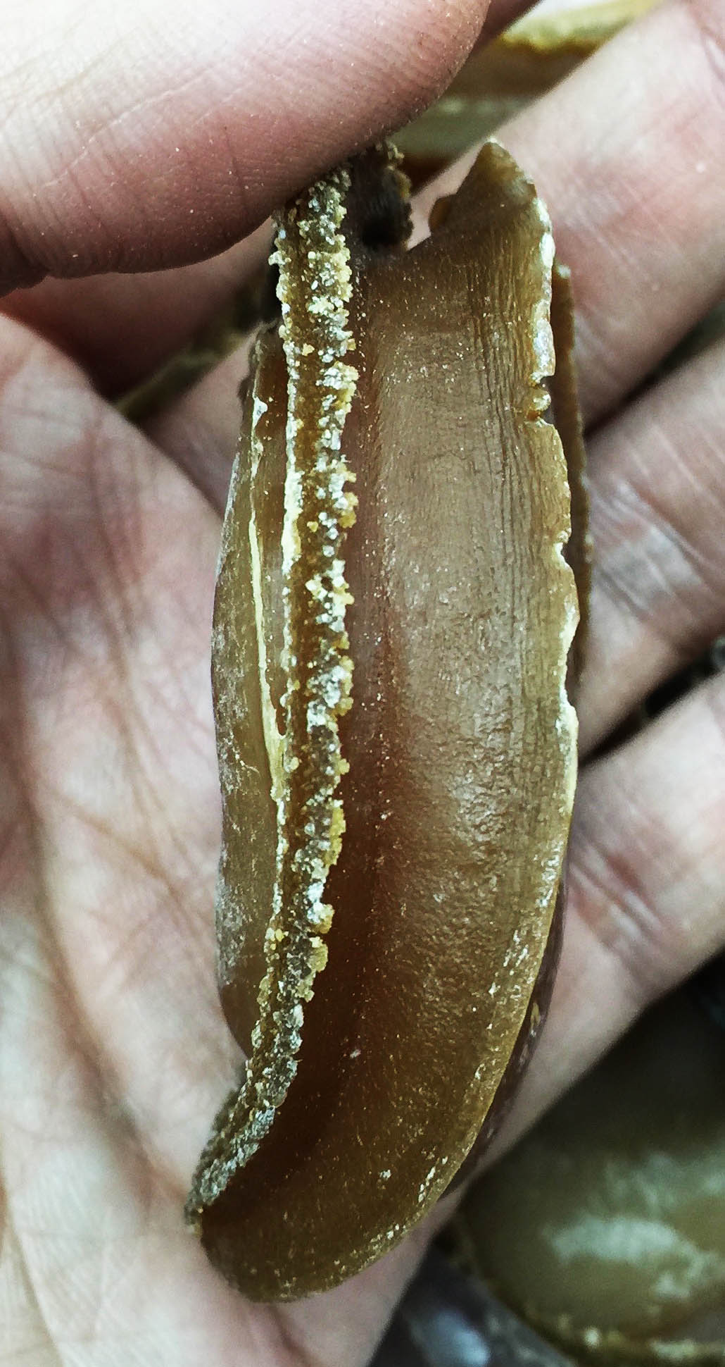 Japanese Ami Superior Abalone Grand Gift