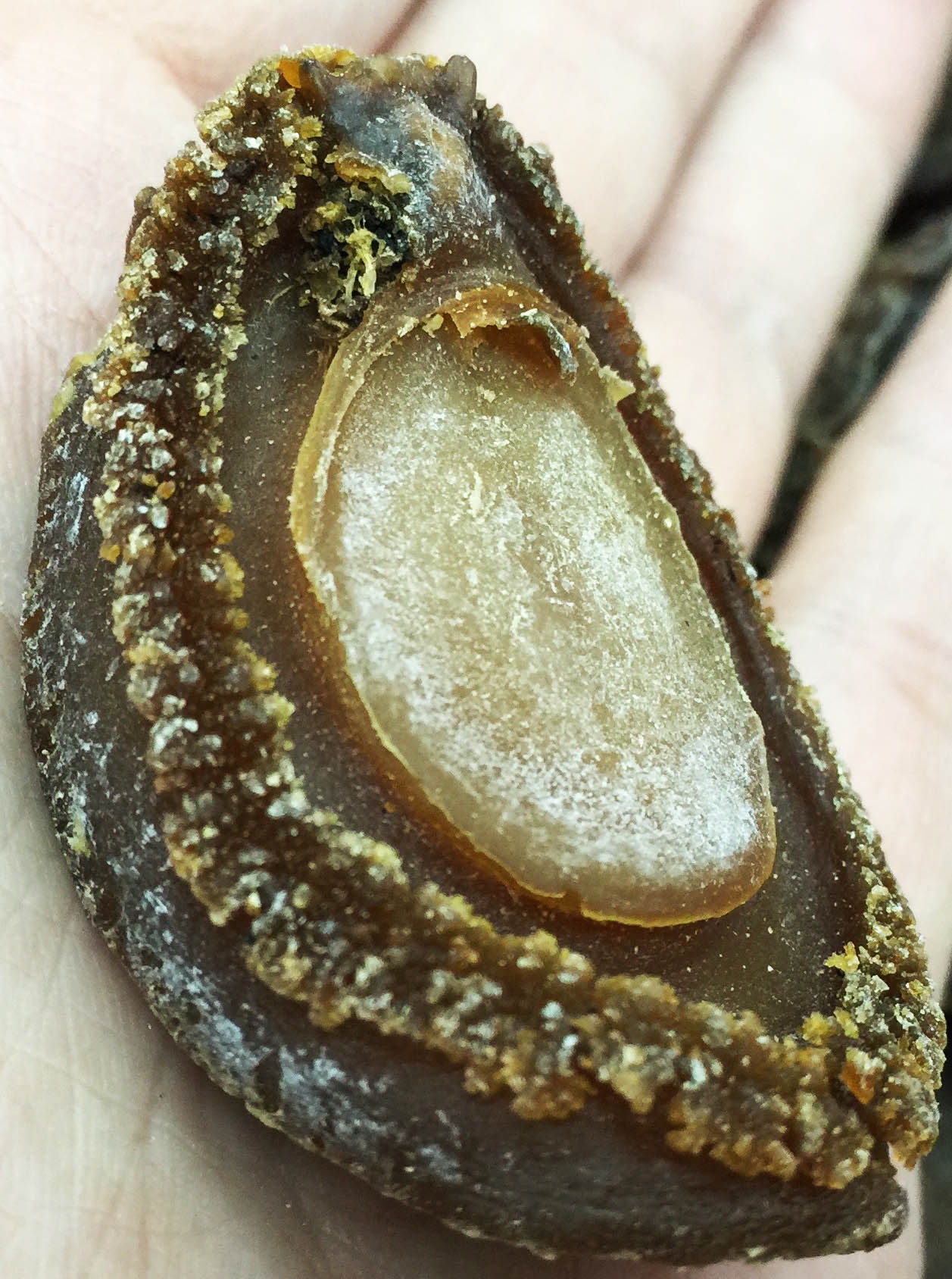 Japanese Kippin Superior Abalone 日本吉品鮑魚 Grand Gift