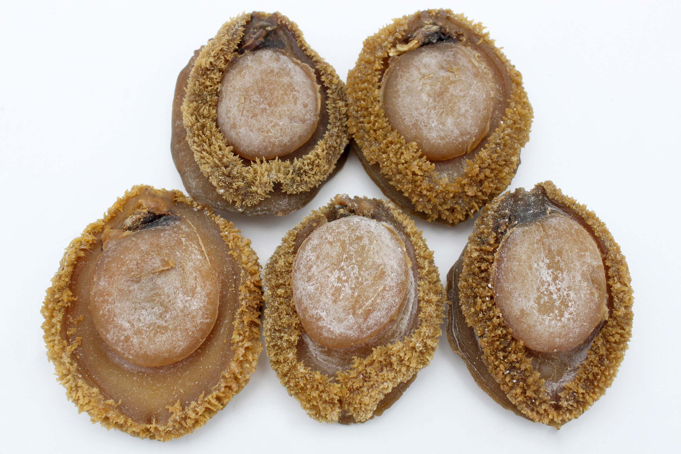 Giant Dried South Africa Abalone 大南非鮑魚 Grand Gift