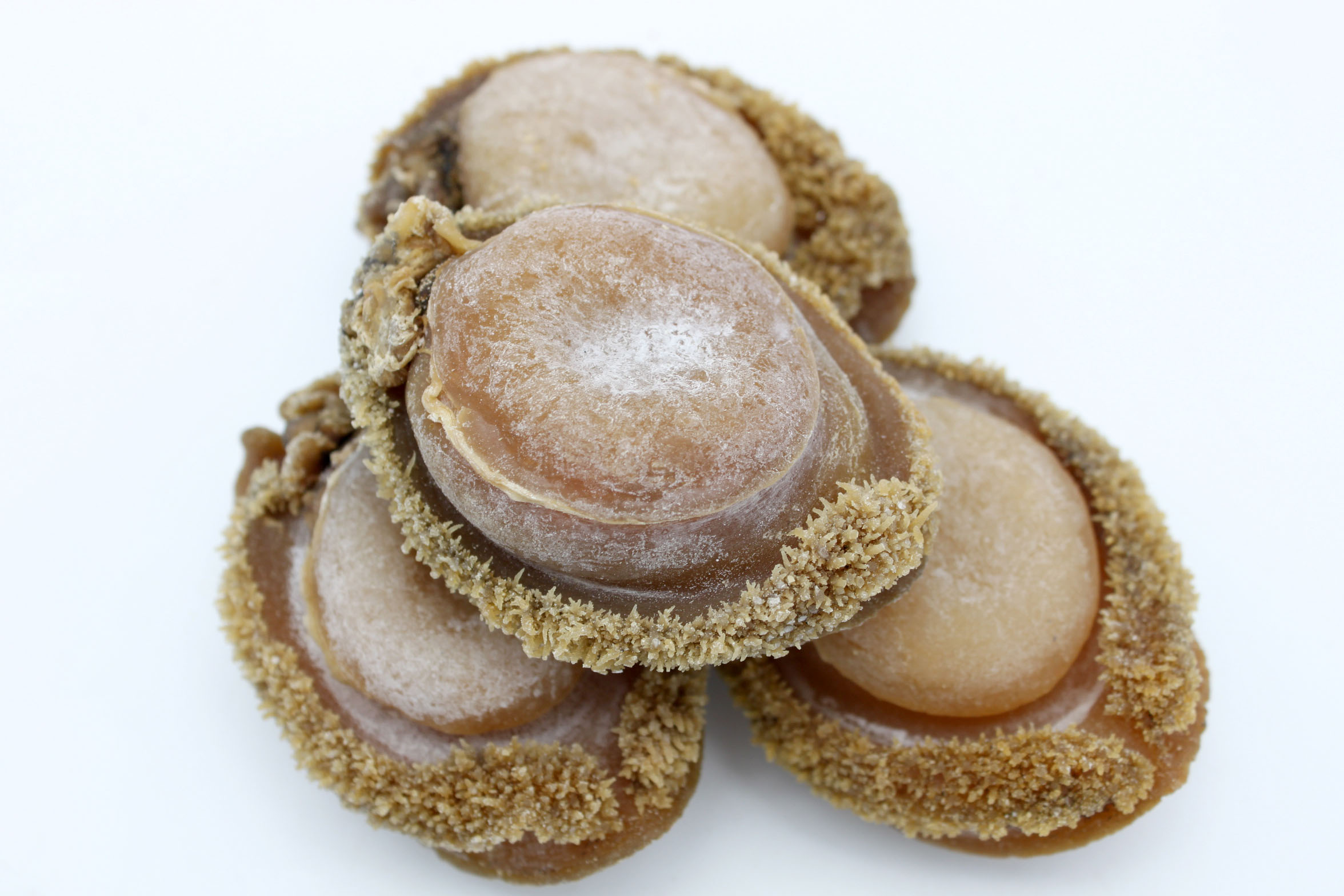 Buy Dried SouthAfrica Abalone 南非鮑魚 Grand Gift