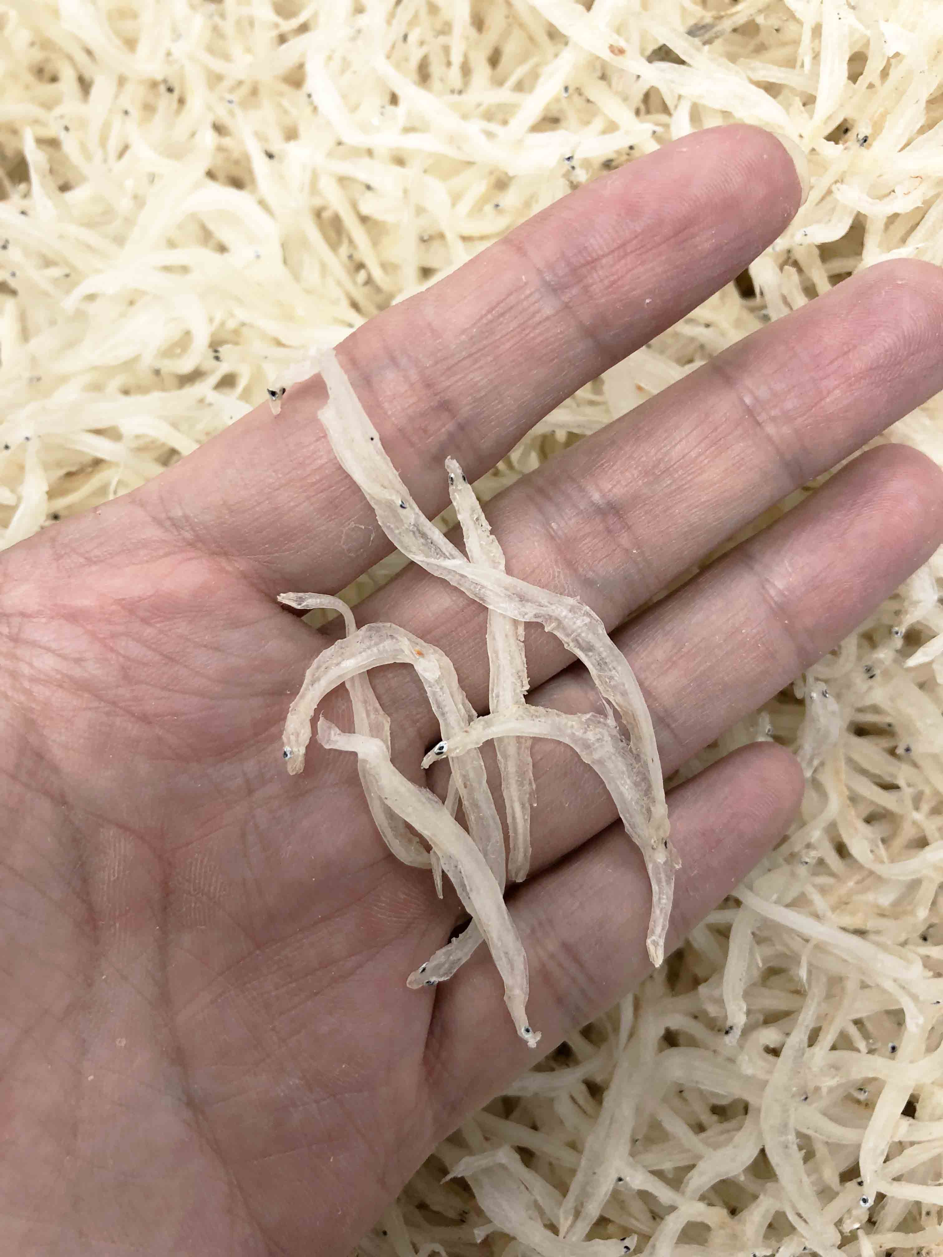 Dried Silver Fish Whitebait Ice Fish Dried Salangid 銀魚干 Grand Gift